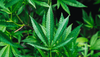 California Bust Large Weed Operation