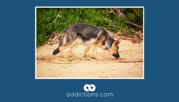 Middletown K9 unit sniffs out 1,200 heroin bags leading to 2 arrests