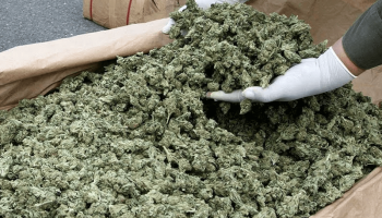 drug bust nets 1000 pounds of marijuana worth millions