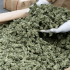 drug bust nets 1000 pounds of marijuana worth millions