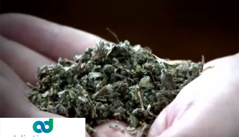 Synthetic weed attributed to surge of several bleeding among users