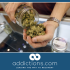Marijuana in car crashes