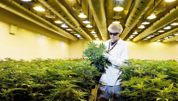 Trump vows to back colorado marijuana indusry