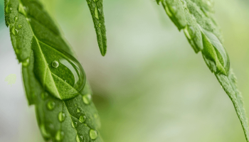 80% of cancer doctors have discussed medical marijuana with their patients