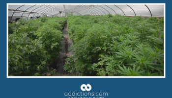 Legal marijuana now available in Vermont