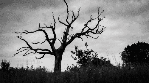 dead tree indicating death