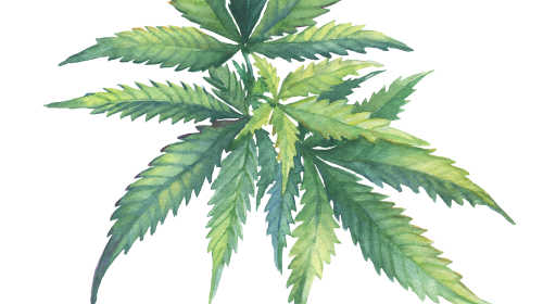 marijuana leaf