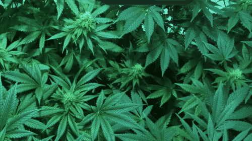 marijuana leafs