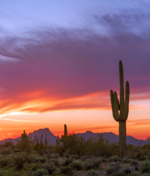 Phoenix Cactus