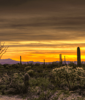 gilbert arizona