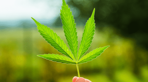 hand holding marijuana leaf