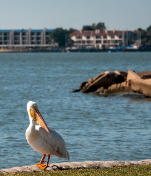 pasadena waterfront