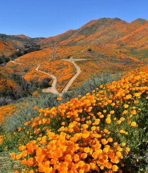 Lake Elsinore California