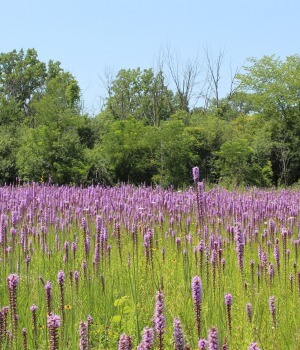 des-plaines-ilinois