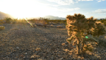 medication assisted treatment pahrump