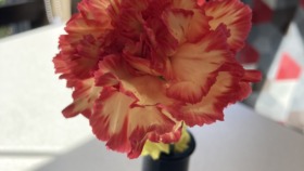 Interior close-up of red and peach carnation flower in black vase on windowsill with natural lighting