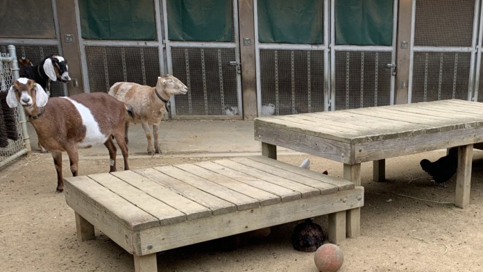Outdoor pen area with goats and chickens, wooden feeding platforms, and enclosed shelter structure for therapeutic animal programs