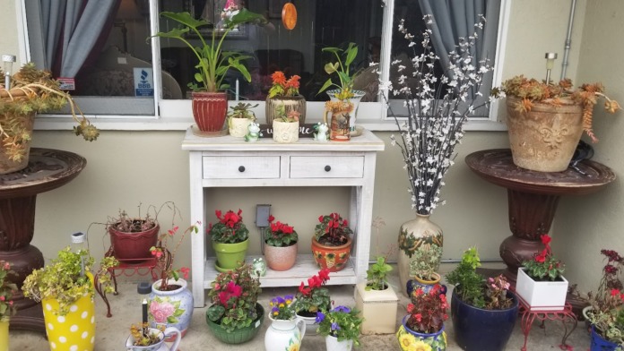 Outdoor courtyard with potted plants, flowers, decorative planters arranged on ground, window backdrop with BBB certification visible