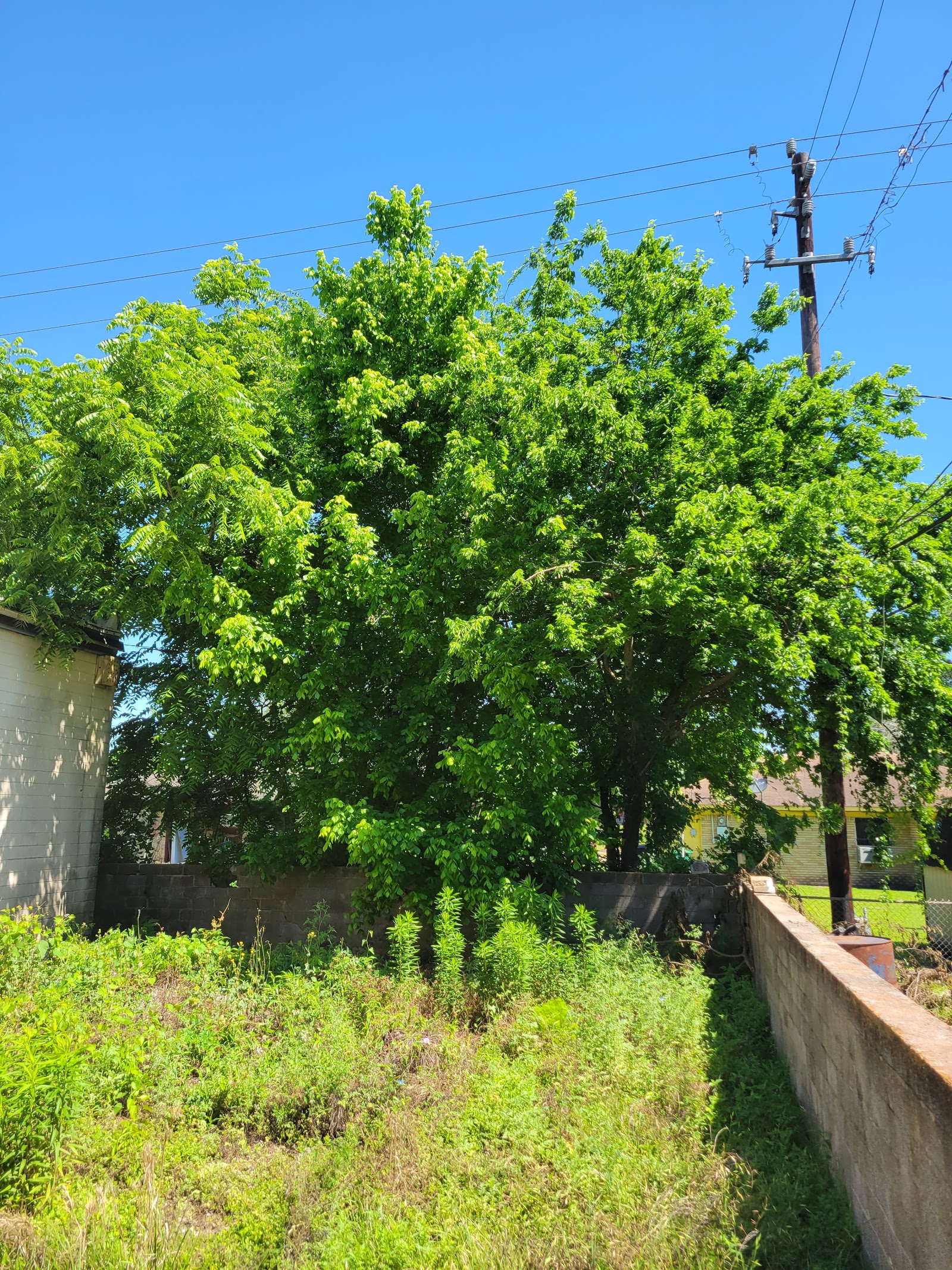 Outdoor grounds showing tall green tree with dense foliage, brick building and utility infrastructure in background