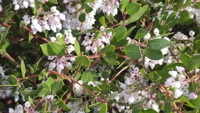 Outdoor garden feature showing flowering shrubs with white and pink blossoms and green foliage