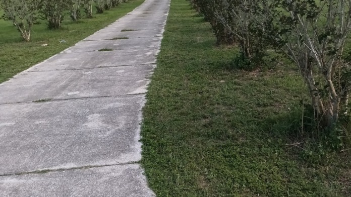 Outdoor grounds featuring paved pathway shaded by mature trees, suitable for therapeutic outdoor activities