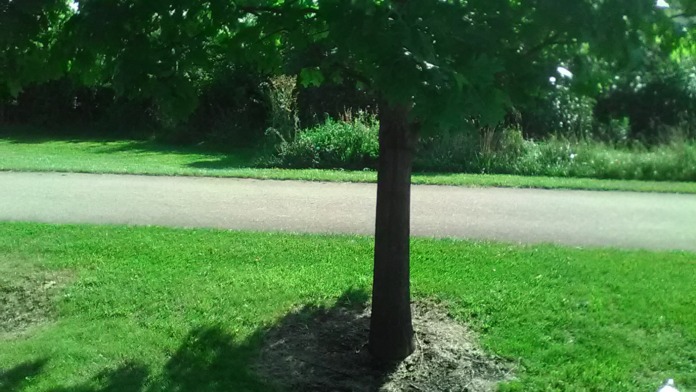 Exterior grounds featuring mature tree, grass areas, and paved pathways with natural vegetation