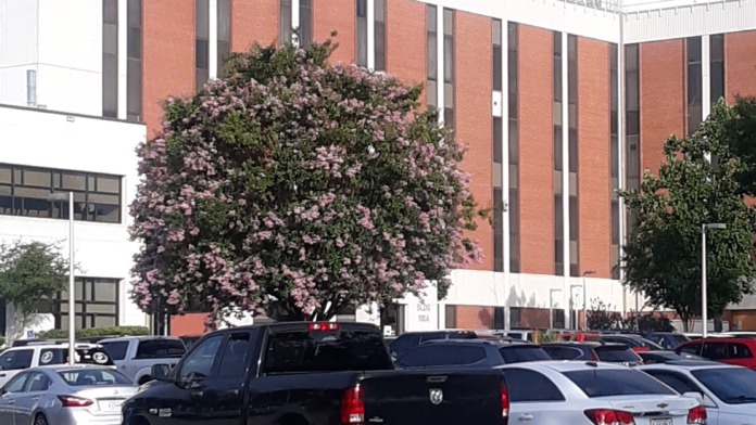 Exterior view of main medical center building with brick facade, parking lot, and flowering trees