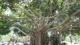 Outdoor landscape showing large mature fig tree with extensive aerial root system and ground seating area