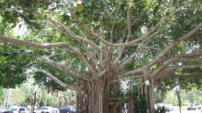 Outdoor landscape showing large mature fig tree with extensive aerial root system and ground seating area