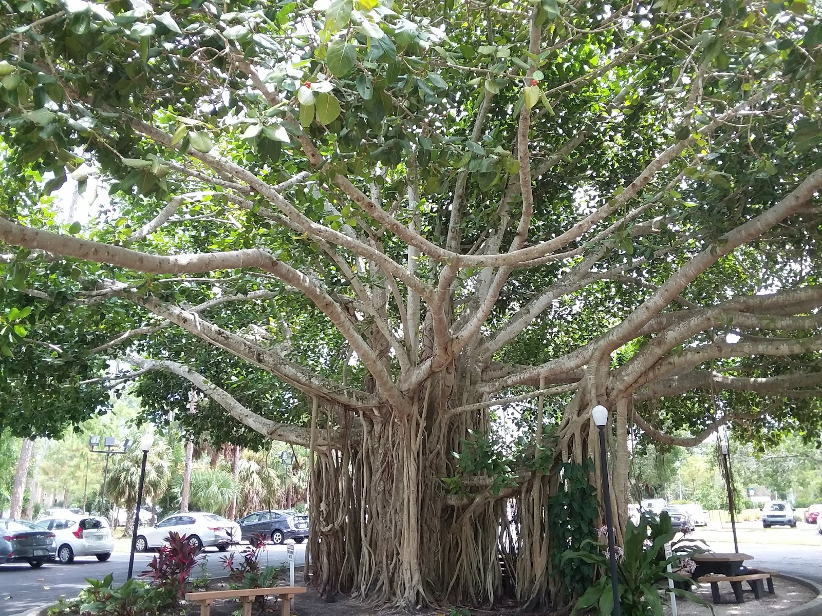 Outdoor landscape showing large mature fig tree with extensive aerial root system and ground seating area