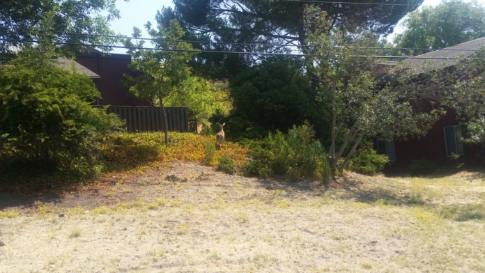 Outdoor area with natural vegetation, trees, sandy ground, and facility buildings visible in distance