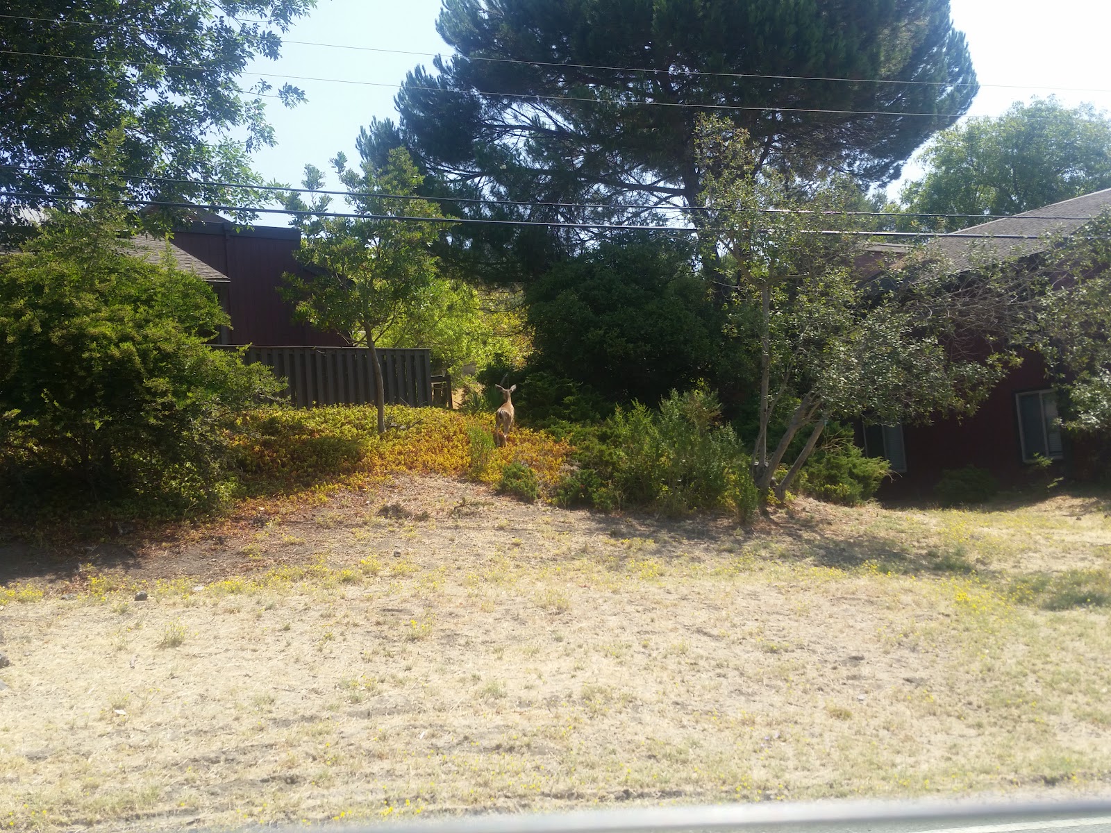 Outdoor area with natural vegetation, trees, sandy ground, and facility buildings visible in distance