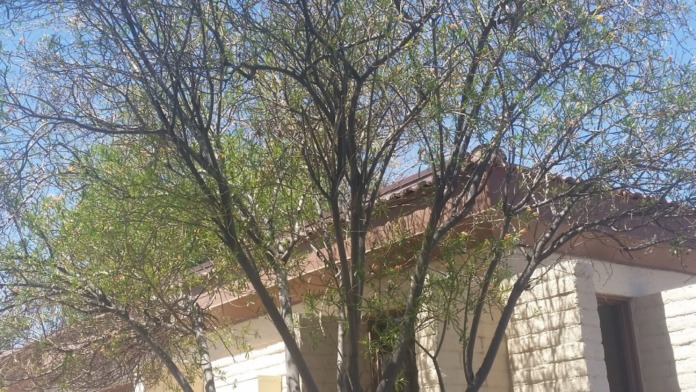 Exterior view of facility grounds showing large mature tree with green foliage and brick building structure visible in background