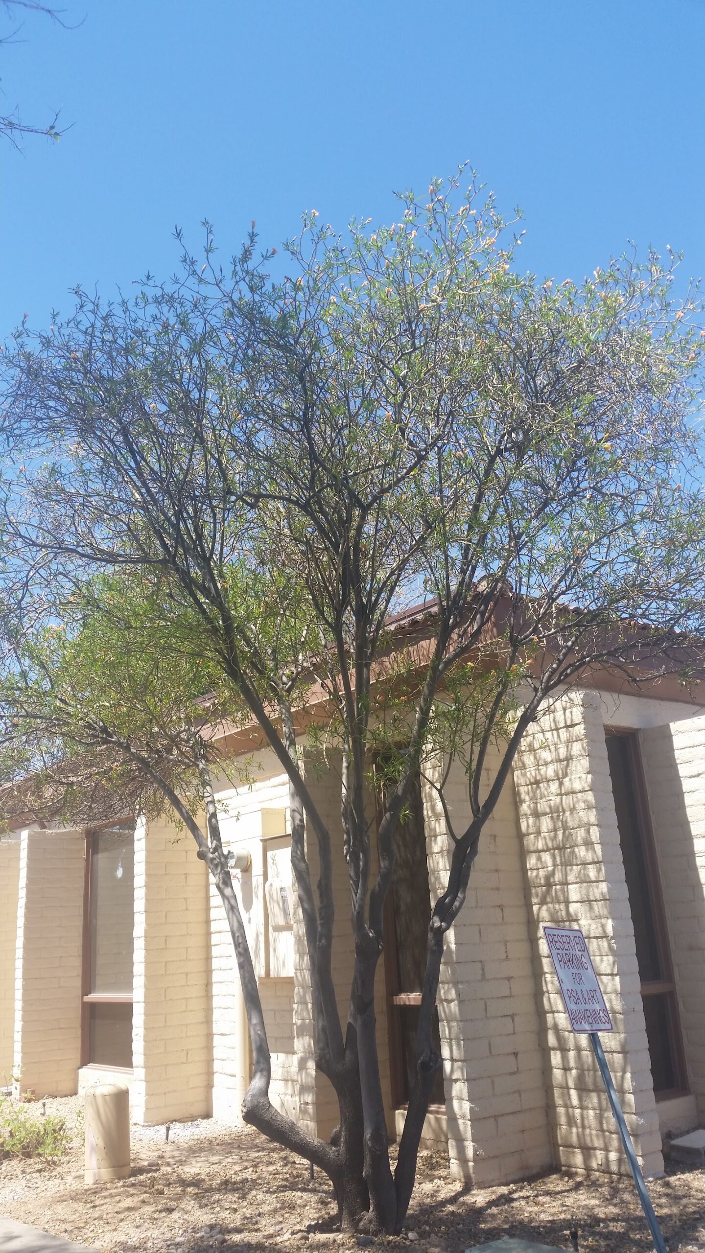 Exterior view of facility grounds showing large mature tree with green foliage and brick building structure visible in background