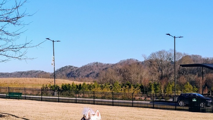 Exterior open field with fencing, trees, and landscaped grounds providing recreational space
