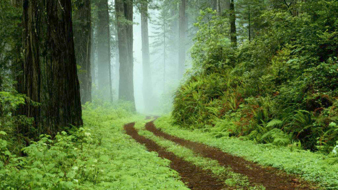 Exterior wooded path through dense forest with tall trees and natural green vegetation