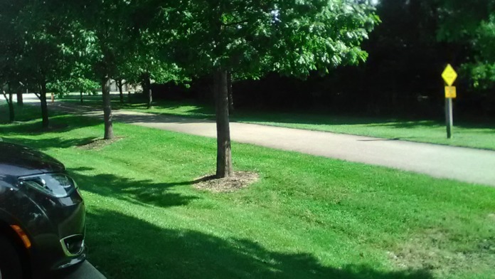 Outdoor pathway lined with mature shade trees and green lawn areas on facility grounds