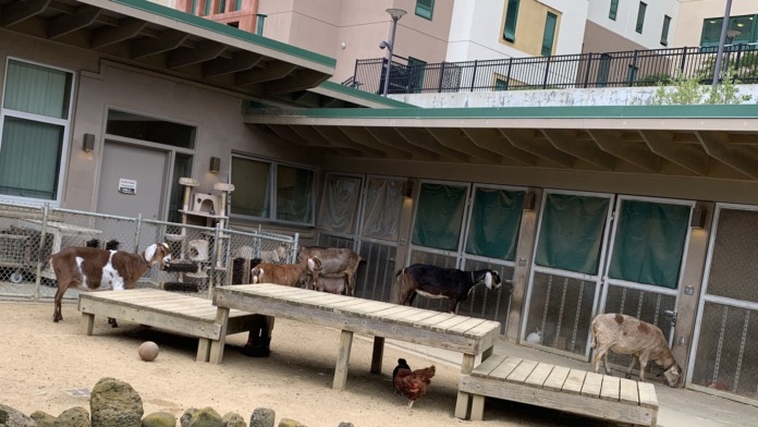 Outdoor therapeutic space with goat and livestock pens, wooden platforms, community engagement area for animal interaction activities