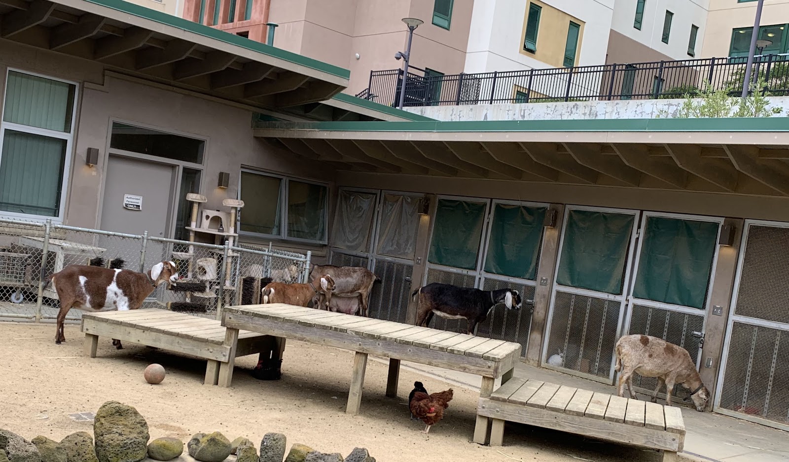 Outdoor therapeutic space with goat and livestock pens, wooden platforms, community engagement area for animal interaction activities