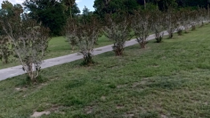 Outdoor pathway lined with young trees and open grass areas, designed for patient walking and recreation