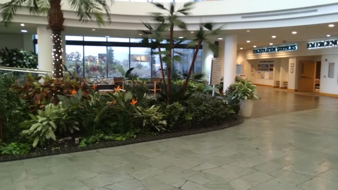 Interior corridor featuring tall palm trees and lush tropical foliage beneath modern architectural columns and lighting