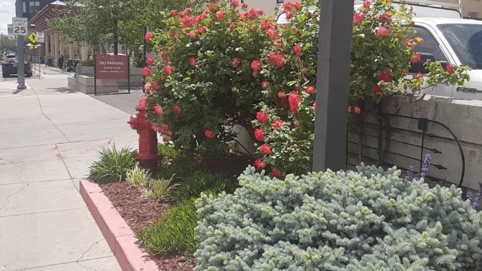 Outdoor landscaping with vibrant red blooming roses, silver-gray foliage plants, and facility building visible in background