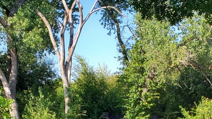 Outdoor view with tall mature tree, dense green foliage, grassy area, and residential structure
