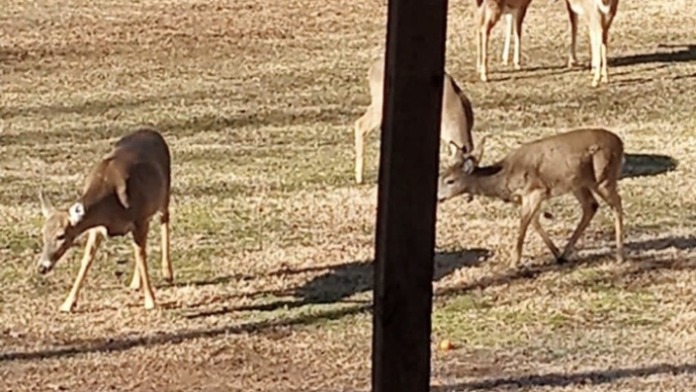 Exterior view of facility grounds showing deer on property and natural wooded landscape setting