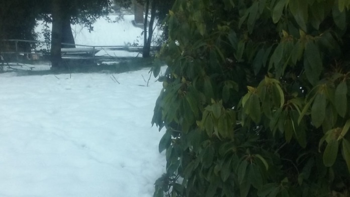 Exterior wooded area showing evergreen vegetation, natural landscape with snow coverage, and outdoor recreational space