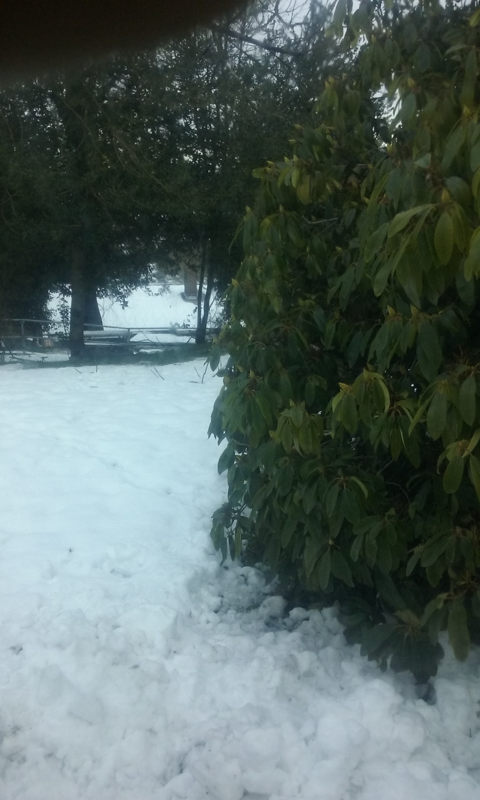 Exterior wooded area showing evergreen vegetation, natural landscape with snow coverage, and outdoor recreational space
