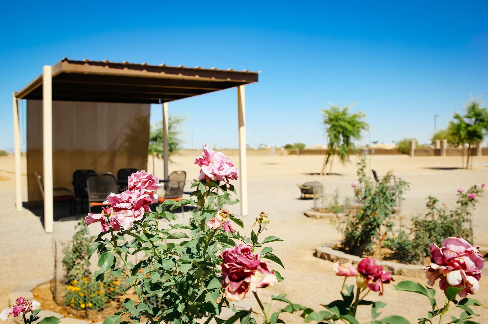 Exterior courtyard patio with wooden pergola, pink roses, desert landscaping, lounge seating, building structure, peaceful garden setting