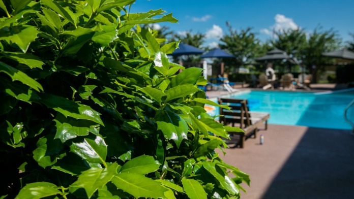 Outdoor swimming pool with blue water, lounge chairs, umbrellas, landscaping with green foliage backdrop