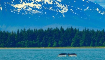 Juneau indigenous gambling treatment