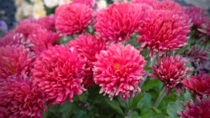 Close-up view of blooming pink dahlia flowers with green foliage and additional flowering plants in background.